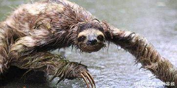 水鬼图片真实图片,水鬼图片背后的真实世界